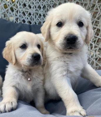 Gorgeous KC Reg Golden retriever pups for sale